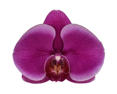 Орхидея фаленопсис Фенси фриклес(механика листа) – купить в Москве, цена 1  400 руб., продано 14 ноября 2020 – Растения и семена