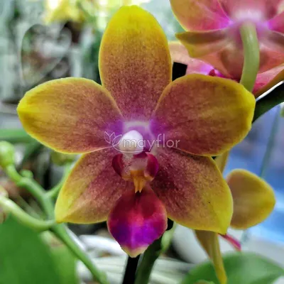 Орхидея фаленопсис каменная роза - красивые фото