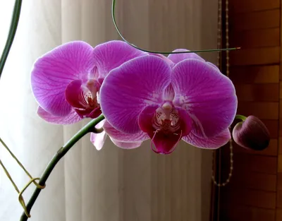 124. Новые орхидеи, поиск названий. 05.10.2021 | Лидия-Цветочные и другие  радости | Дзен