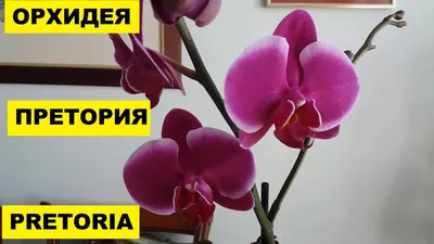 ОРХИДЕЯ \"ПРЕТОРИЯ\" PRETORIA - ПОПОЛНЕНИЕ КОЛЛЕКЦИИ | Выращивание орхидей,  Претория, Орхидея
