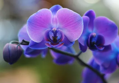 ОРХІДЕЇ КИЇВ ( Sky Orchids ) on Instagram: \"Фаленопсис Pretoria (Претория)  По одному крепкому цветоносу, яркие бархатные цветы, плотные бутончики.  Батва и корни крепкие. Высота 50-55 см Цветок 8.5 см Цена -