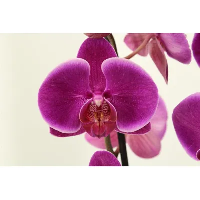 Орхидея Жемчужина императора (62 фото)