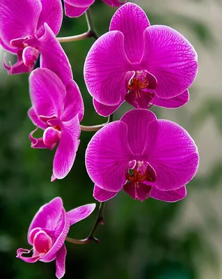Орхидея фиолетовая - 55 фото