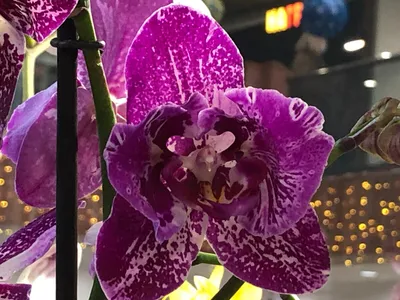 Орхидея претория фото фотографии