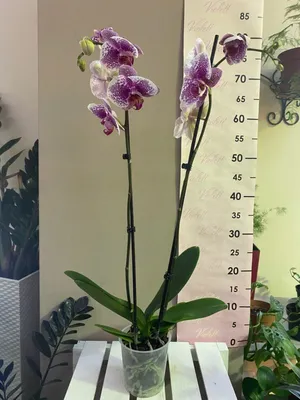 Орхидея Жемчужина императора: фото, особенности растения, а также подробная  инструкция по выращиванию из семян и правила ухода в домашних условиях