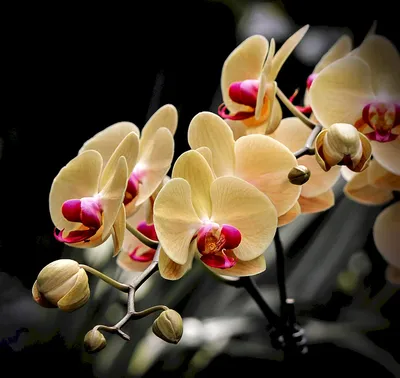 Орхидея Фаленопсис Претория купить в Москве