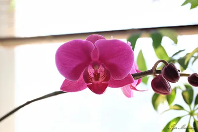 orсhid | орхидея Фаленопсис Претория | igor mesenzev | Flickr