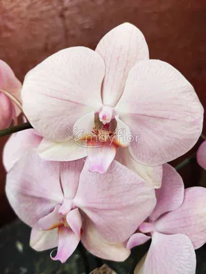 Орхидея romme фото фотографии
