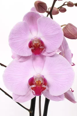 Орхидея сакраменто фото