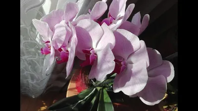 Орхидея Сакраменто мутант ей 10 лет, цветоносы в палец толщиной/ Гигантские  листья, растет в ведре. - YouTube