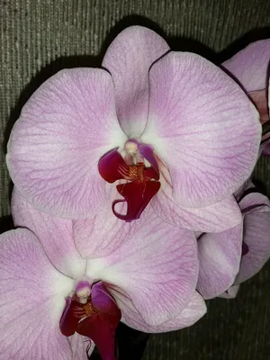 Орхидея Сакраменто / Sacramento, домашнее цветение. - YouTube
