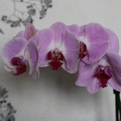 Орхидея-Плюс - Орхидея Фаленопсис Сакраменто 165грн.... | Facebook