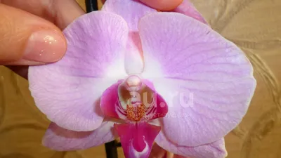 орхидея Mira - купить с доставкой онлайн | VIAFLOR