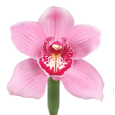 Сакраменто орхидея - 71 фото