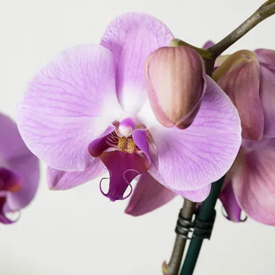 Орхидея Сакраменто, Sacramento: 500 грн. - Комнатные растения Александрия  на Olx