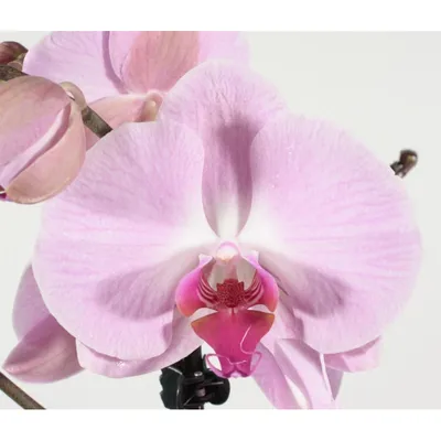 Купить орхидею Фаленопсис Сакраменто (Sacramento) с доставкой по Украине.