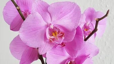 орхидея Nemo - купить с доставкой онлайн | VIAFLOR