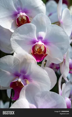 67. Новая орхидея San Francisco по распродаже! Грибные комарики атакуют! -  YouTube