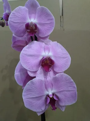 Орхидея-Плюс - Орхидея Фаленопсис Сакраменто 165грн.... | Facebook