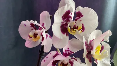 Орхидея фаленопсис.Сорт Sacramento. - Купить по доступной цене 300грн - лот  86410431 | Кашалот