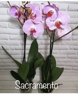 Phal. Sacramento | Орхидеи, Орхидея, Бегония