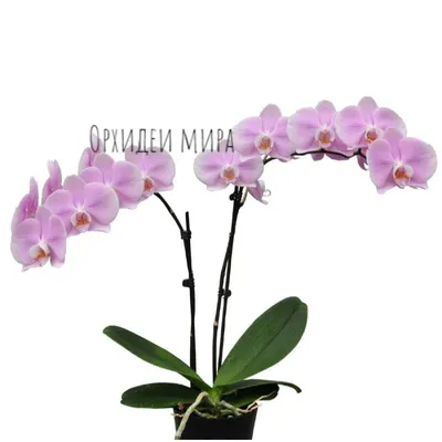 Розовая орхидея фаленопсис купить в интернет-магазине