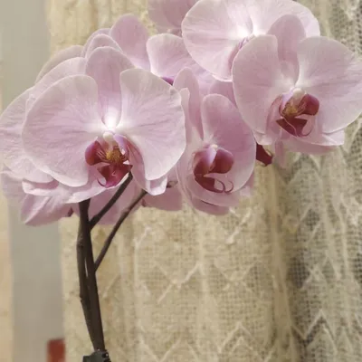 Орхидея Phal. Victoria 3 - купить, доставка Украина
