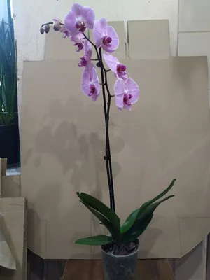 Орхидея фаленопсис Сакраменто – купить в Москве, цена 1 100 руб., продано  26 июля 2021 – Растения и семена