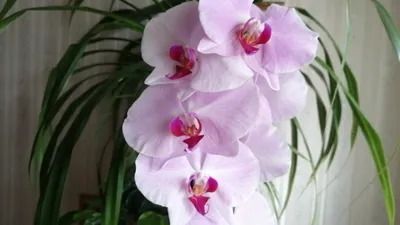 Scenza plants орхидея (50 фото) »
