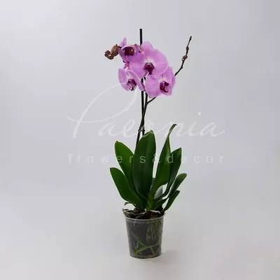 Сакраменто орхидея - 73 фото