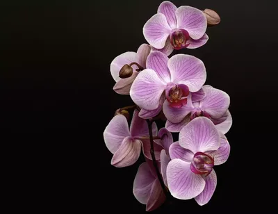 Орхидея Сакраменто Фото – Telegraph
