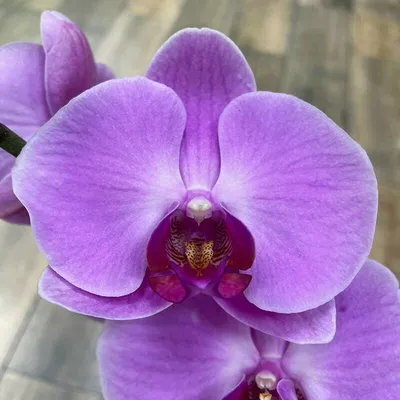 Орхидея Фаленопсис Сакраменто 1ств. 12*60, живое комнатное растение в  горшке — купить в интернет-магазине по низкой цене на Яндекс Маркете