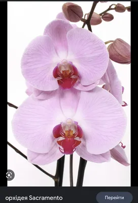 Орхидеята и зимната грижа за нея, за да се чувства добре
