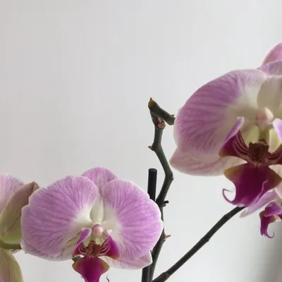ᐉ Кухонный фартук Орхидея сакраменто из самоклеющейся виниловой пленки  60х300 см Розовый