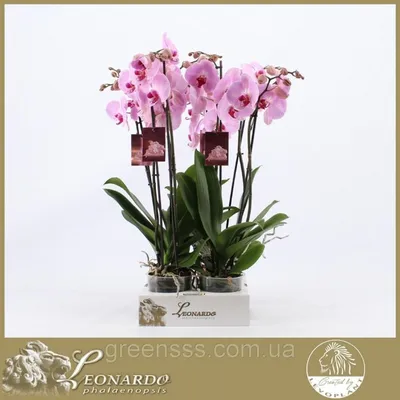 Наклейка на стол Орхидея Сакраменто (виниловая пленка ПВХ для мебели)  розовые цветы капли роса 600*1200 мм (ID#1244082798), цена: 300 ₴, купить  на Prom.ua