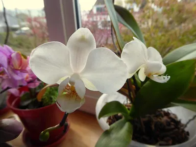 Орхидея фаленопсис Сакраменто + подарочек – купить в Владимире, цена 1  руб., продано 21 марта 2018 – Растения и семена