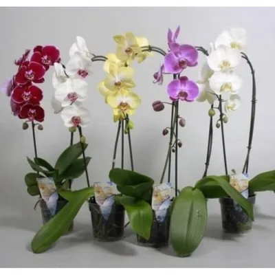 Орхидея Фаленопсис антура Сакраменто -- Phalaenopsis anthura Sacramento в  Одессе (Орхидеи) - Садовый центр GREENS на Bizorg.su