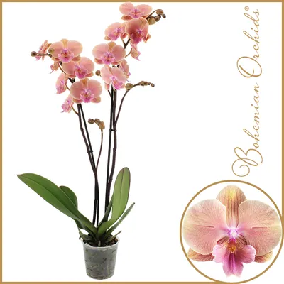Phalaenopsis — catalog of 614 varieties and species with photo and  description