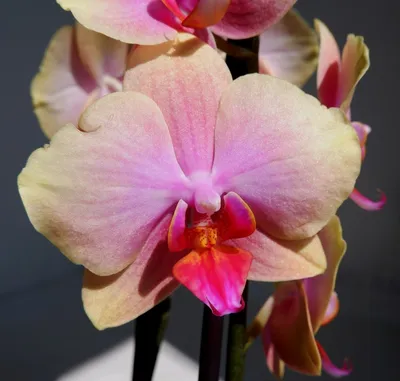 Фаленопсис (Phalaenopsis) - купить орхидеи в Украине недорого почтой |  FLORIUM.UA