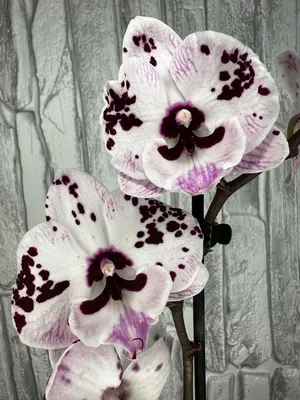Орхидея Phalaenopsis Sara Blansh (отцвёл)