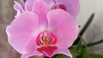 Луизвиль орхидея - 64 фото