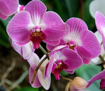 Сорта фаленопсисов: Ред Липс, Роял Блю, Сакраменто, Сакура, каждая орхидея  с фото