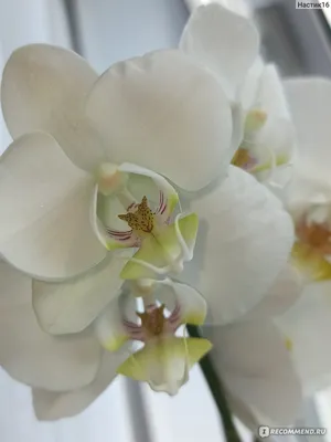 Композиция с белой орхидеей в керамическом кашпо \"Каменный круг\" купить