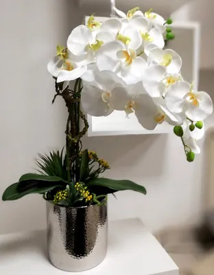 Особенности ухода за орхидеей в разные месяцы | Новости | Интернет-магазин  орхидей и декоративных цветов в Москве. У нас вы можете купить орхидеи с  доставкой.