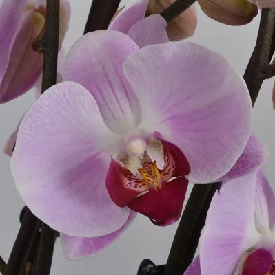 Орхидея Фаленопсис - «Как выбрать хорошую орхидею и как ее не загубить.  Пытаюсь восстановить тургор листьев» | отзывы