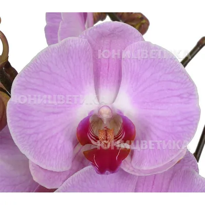 № К 23 Sacramento... - Дикая Орхидея Продажа орхидей Украина | Facebook
