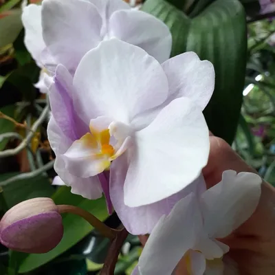 Орхидея сакура фото фотографии