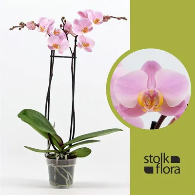 Орхидея салинас фото фотографии