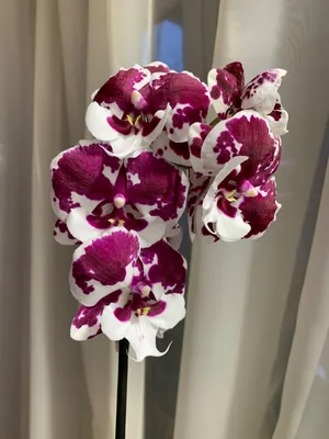 Phal. Санта Клаус | Орхидеи, Орхидея, Цветы