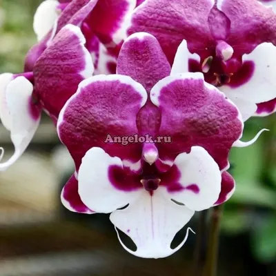 Фаленопсис Санта Клаус Биг Лип (Phalaenopsis Santa Claus) Тайвань — купить  в интернет-магазине Ангелок